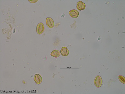 Sedum ochroleucum - lame n° 25260