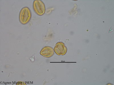 Sedum ochroleucum - lame n° 25260