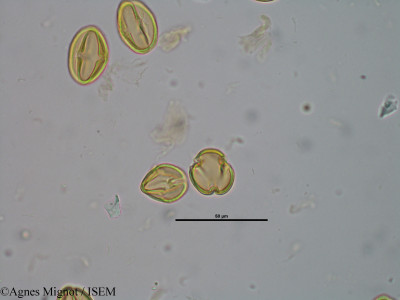 Sedum ochroleucum - lame n° 25260