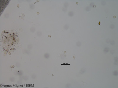 Agnes.Mignot/Sherardia_arvensis_29224/Sherardia_arvensis_29224_0001(copy)_thumb.jpg