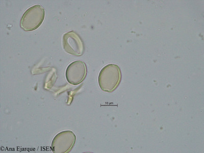 Ficus carica - lame n° 29690