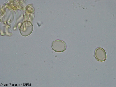 Ficus carica - lame n° 29690
