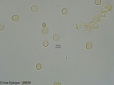 Ficus carica - lame n° 29690