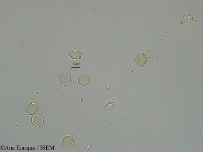 Ficus carica - lame n° 29690