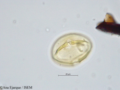 Ana.Ejarque/Lathyrus_sativus_19303/Lathyrus_sativus_19303_0001(copy)_thumb.jpg