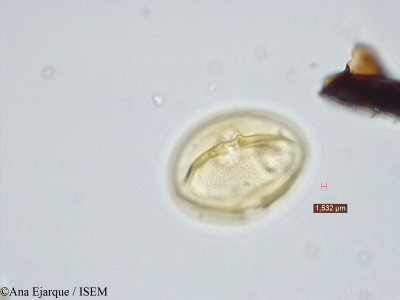 Lathyrus sativus - lame n° 19303