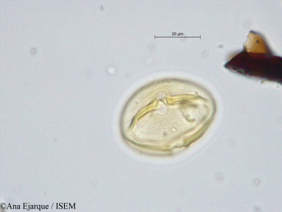 Lathyrus sativus - lame n° 19303