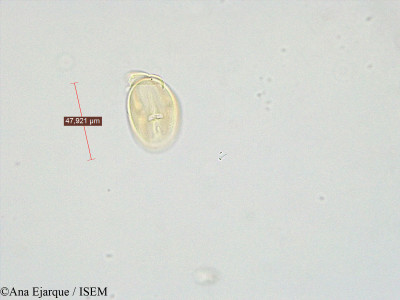 Lathyrus sativus - lame n° 19303