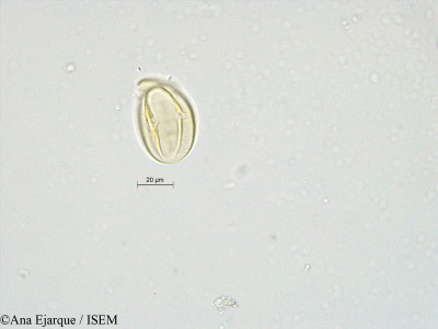 Lathyrus sativus - lame n° 19303