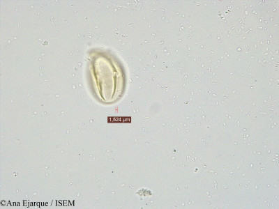 Lathyrus sativus - lame n° 19303