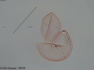 Pseudotsuga taxifolia - lame n° 60488
