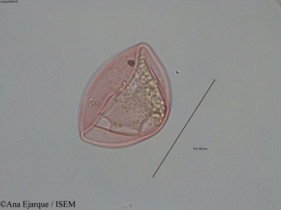 Pseudotsuga taxifolia - lame n° 60488
