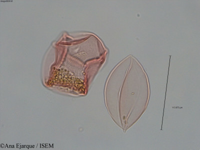 Pseudotsuga taxifolia - lame n° 60488