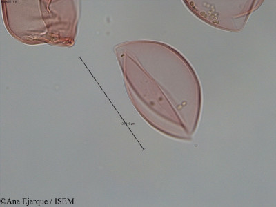 Pseudotsuga taxifolia - lame n° 60488