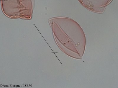 Pseudotsuga taxifolia - lame n° 60488