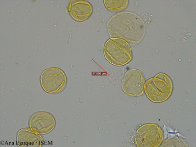 Ana.Ejarque/Quercus_cerris_2481/Quercus_cerris_2481_0001(copy)_thumb.jpg