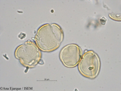 Spergularia bocconei - lame n° 39139