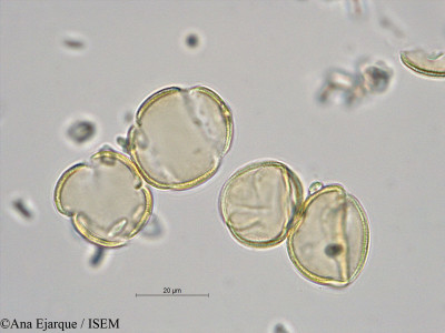 Spergularia bocconei - lame n° 39139