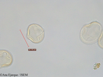 Trifolium purpureum - lame n° 40757