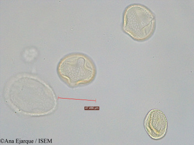 Trifolium purpureum - lame n° 40757