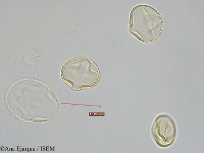 Trifolium purpureum - lame n° 40757