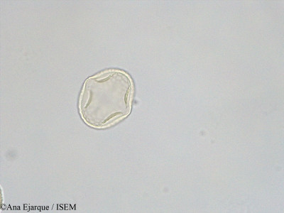 Trifolium purpureum - lame n° 40757