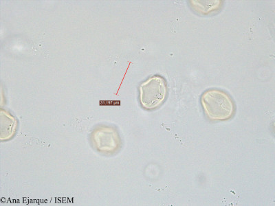 Ana.Ejarque/Trifolium_repens_40751/Trifolium_repens_40751_0001(copy)_thumb.jpg
