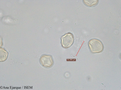 Trifolium repens - lame n° 40751