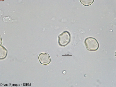 Trifolium repens - lame n° 40751