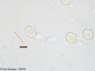 Trifolium repens - lame n° 40751