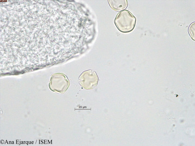 Trifolium repens - lame n° 40751