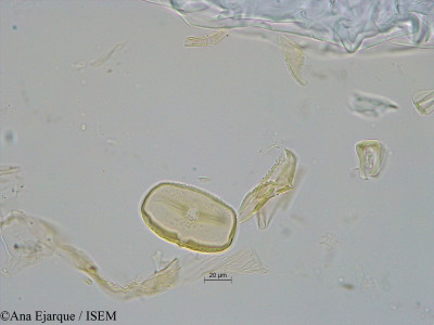 Vicia faba var. minor - lame n° 31141