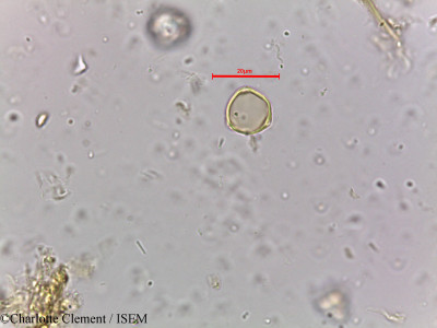 Acalypha fruticosa - lame n° 3887