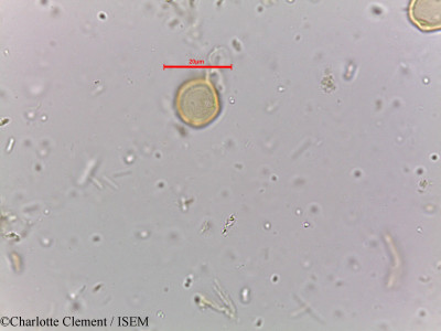 Acalypha fruticosa - lame n° 3887