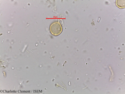 Acalypha fruticosa - lame n° 3887