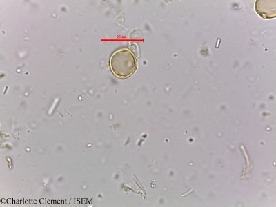 Acalypha fruticosa - lame n° 3887