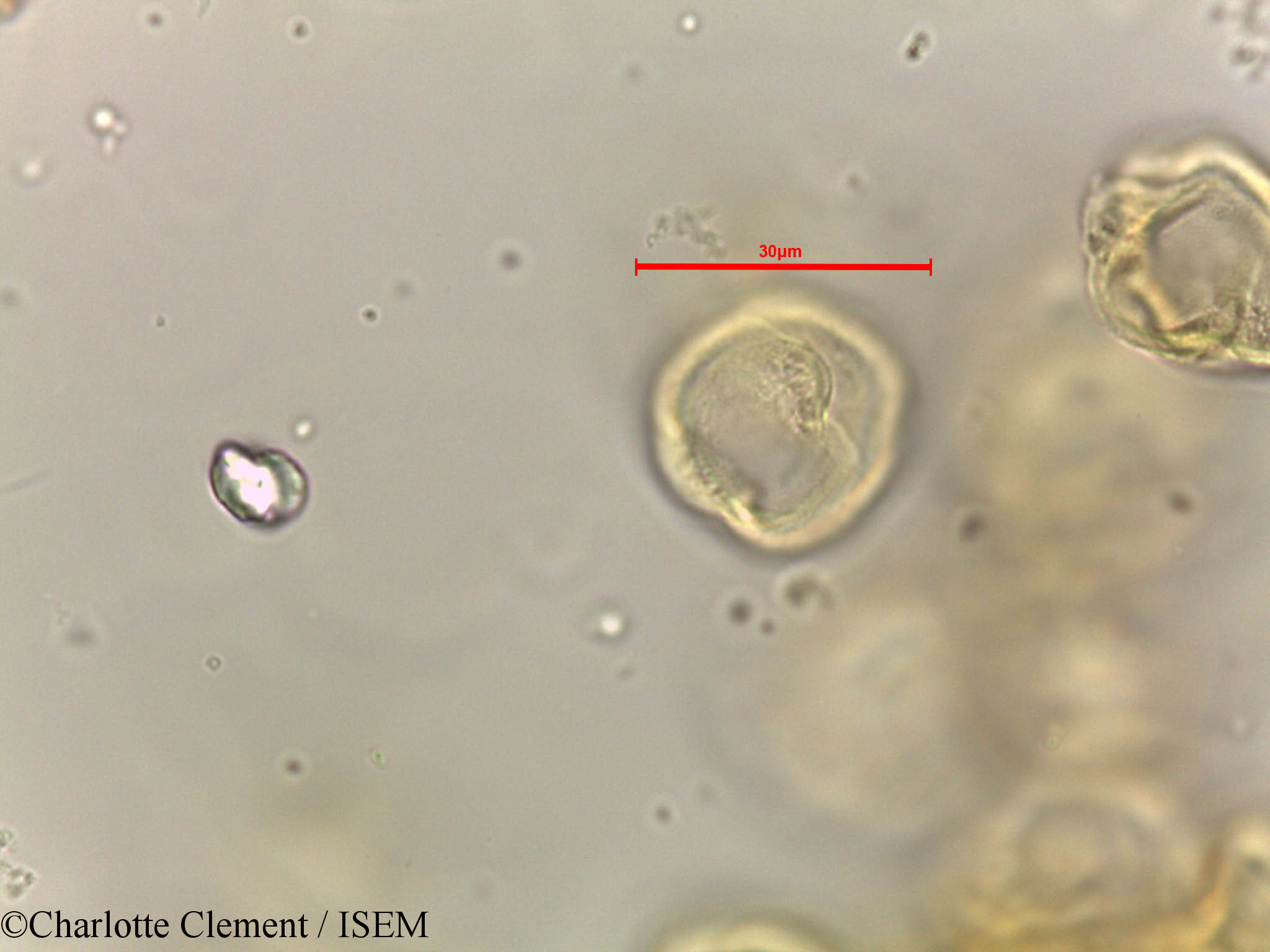 Charlotte.Clement/Alchornea_rugosa_44281/Alchornea_rugosa_44281_0001(copy).jpg