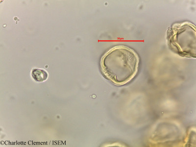 Alchornea rugosa - lame n° 44281