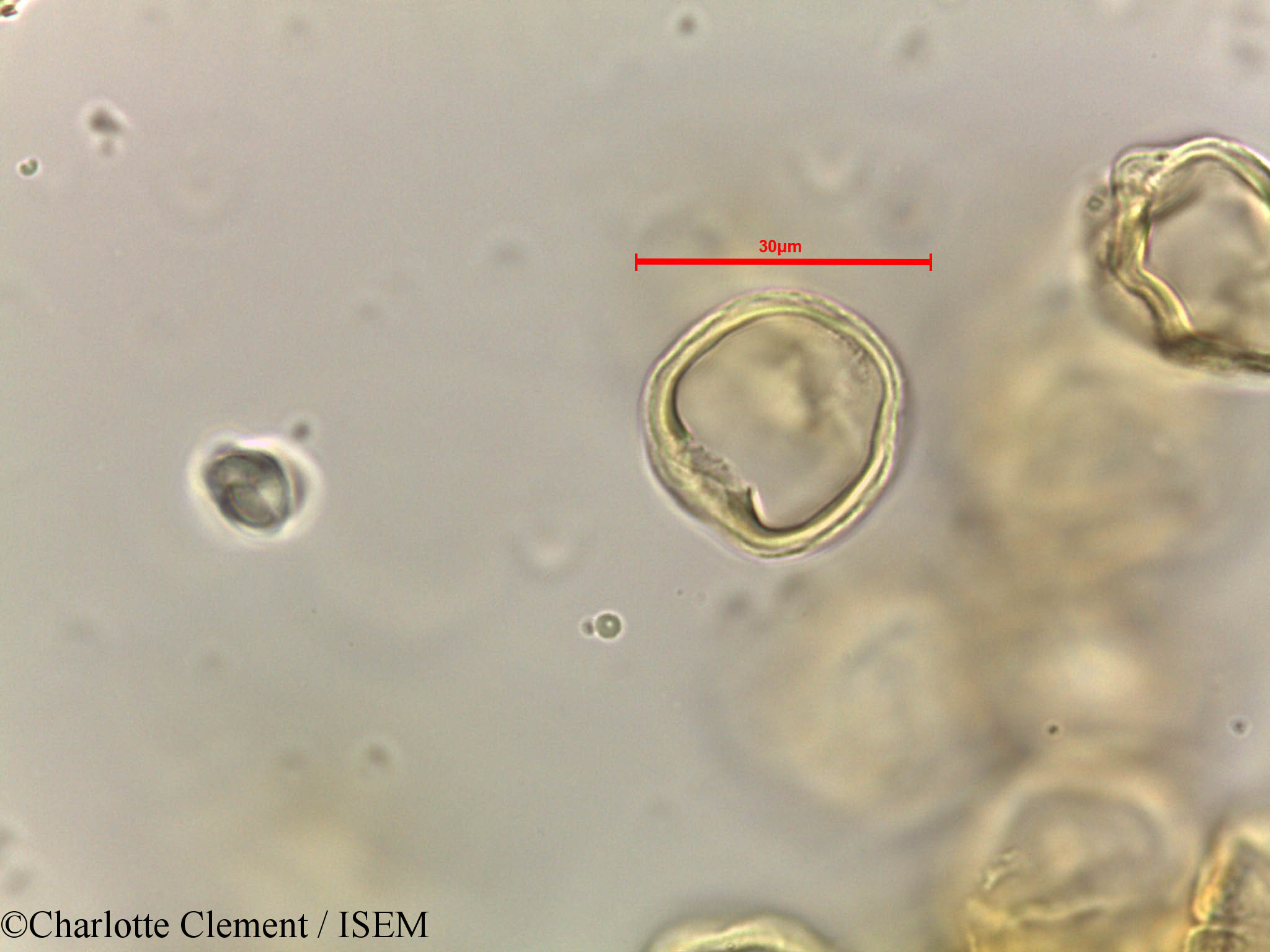 Charlotte.Clement/Alchornea_rugosa_44281/Alchornea_rugosa_44281_0003(copy).jpg