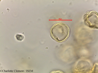 Alchornea rugosa - lame n° 44281