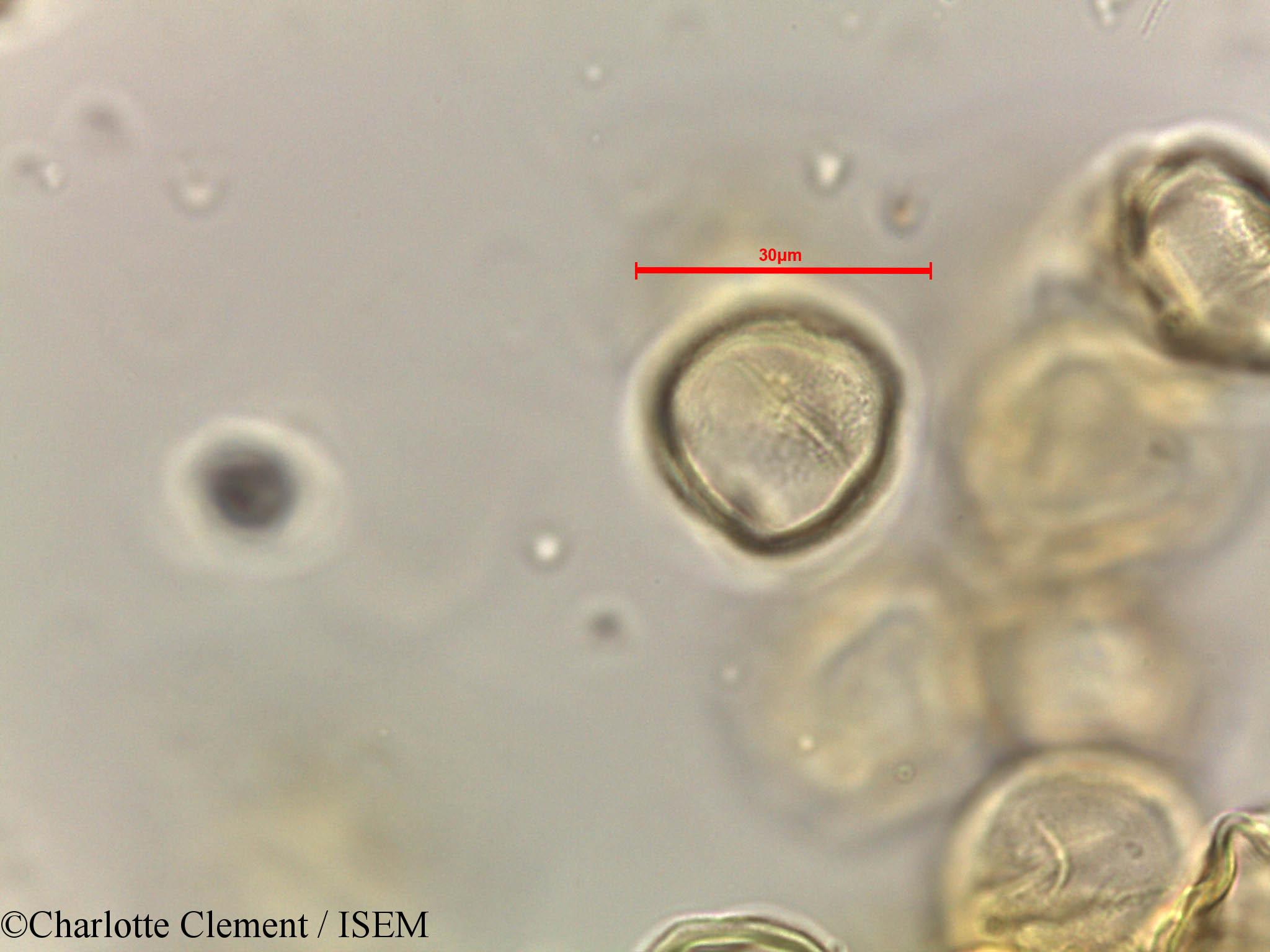 Charlotte.Clement/Alchornea_rugosa_44281/Alchornea_rugosa_44281_0004(copy).jpg