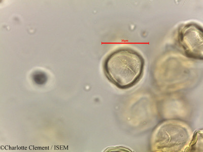 Alchornea rugosa - lame n° 44281
