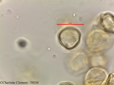Alchornea rugosa - lame n° 44281