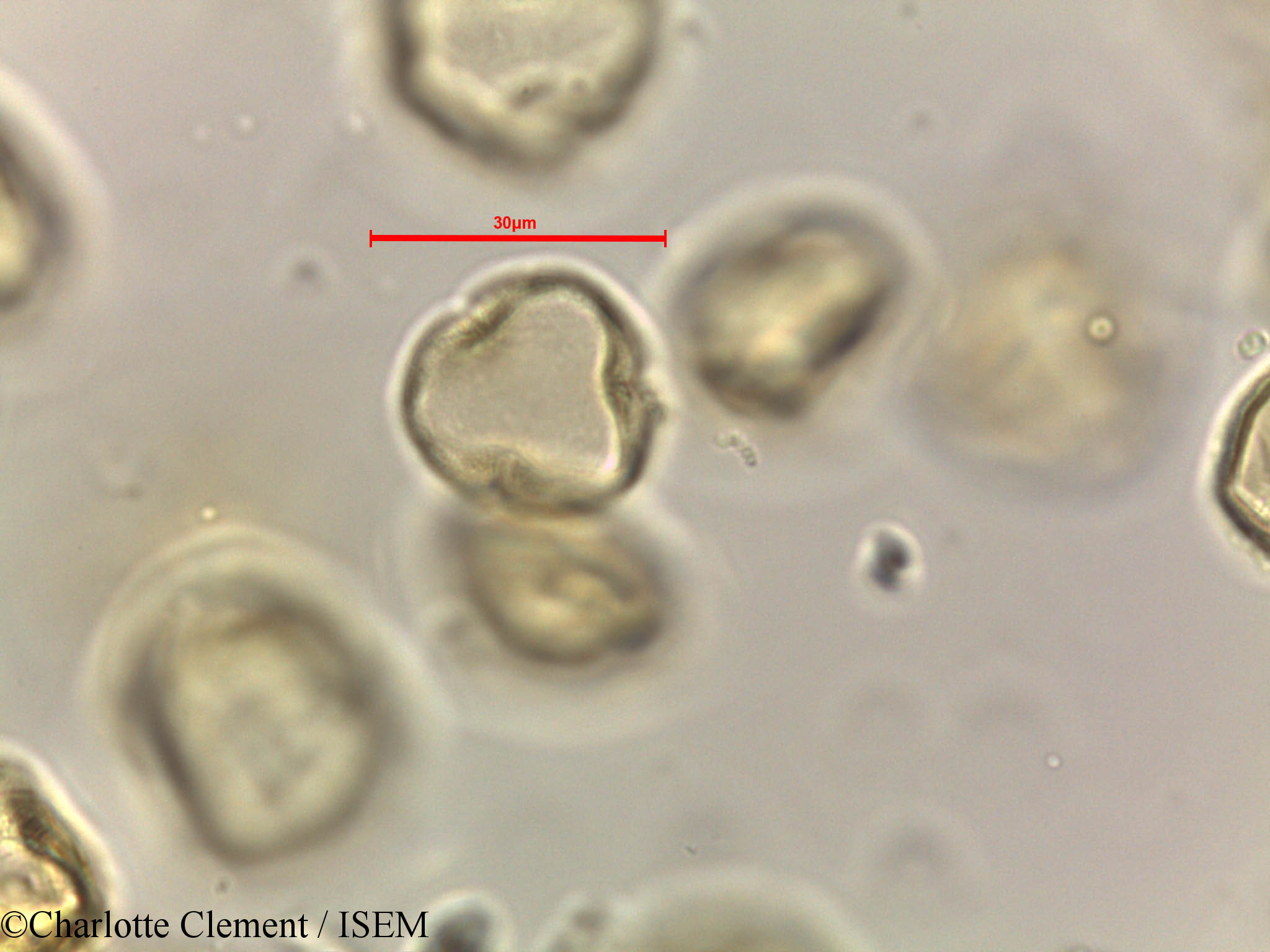 Charlotte.Clement/Alchornea_rugosa_44281/Alchornea_rugosa_44281_0006(copy).jpg