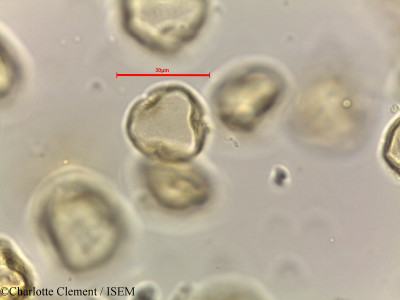 Alchornea rugosa - lame n° 44281
