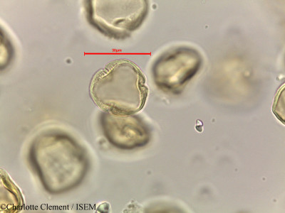 Alchornea rugosa - lame n° 44281