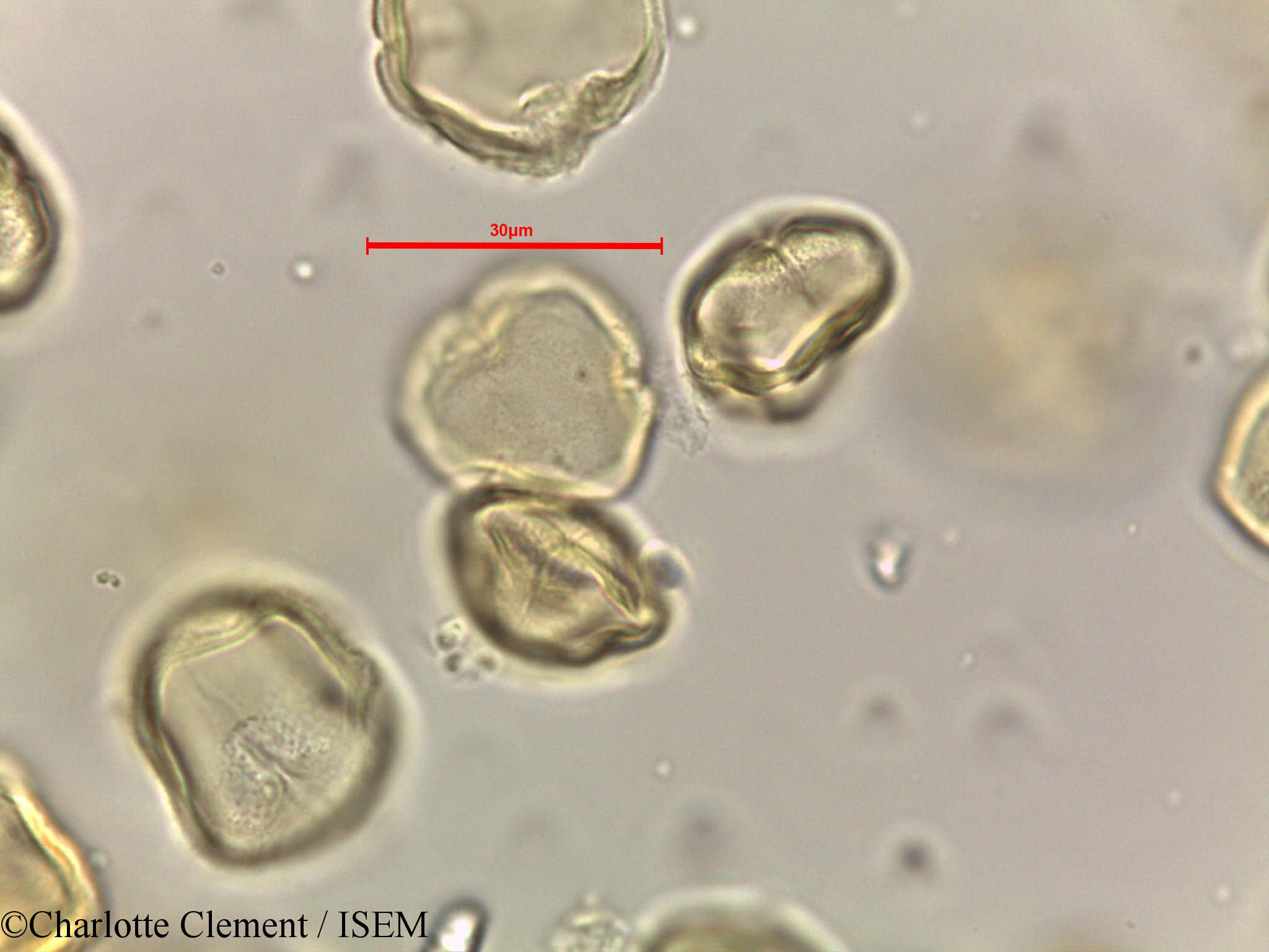 Charlotte.Clement/Alchornea_rugosa_44281/Alchornea_rugosa_44281_0008(copy).jpg