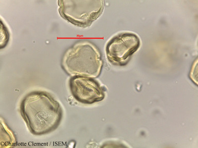 Alchornea rugosa - lame n° 44281