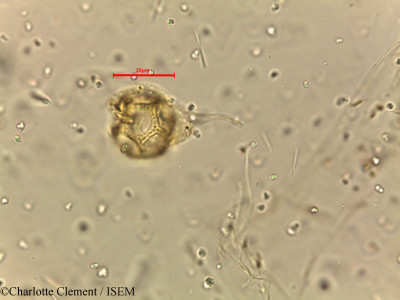 Charlotte.Clement/Alternanthera_echinata_15824/Alternanthera_echinata_15824_0001(copy)_thumb.jpg