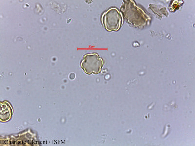 Charlotte.Clement/Anogeissus_acuminata_11179/Anogeissus_acuminata_11179_0001(copy)_thumb.jpg